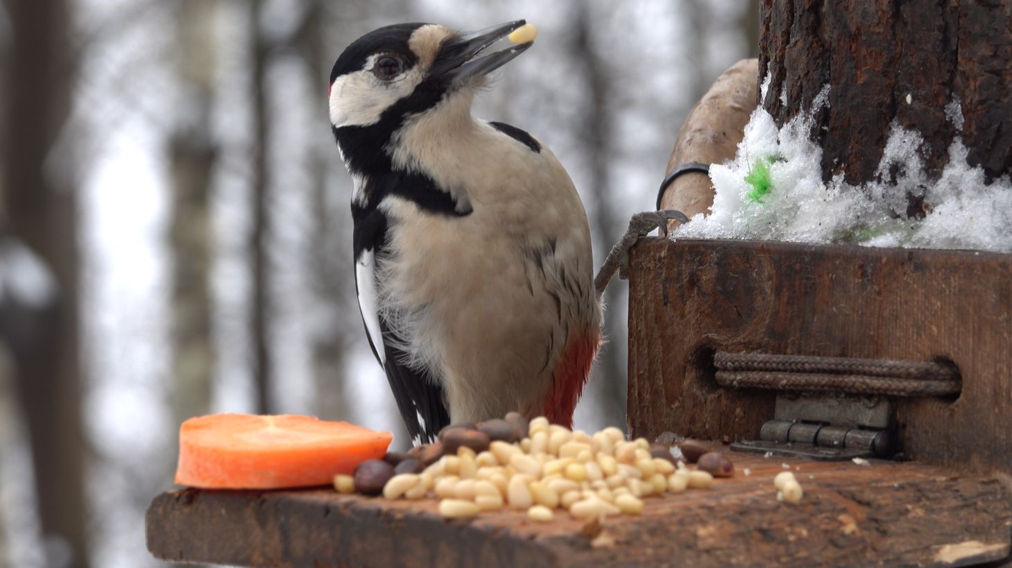 Немного о дятле смотреть онлайн