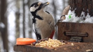 Немного о дятле