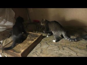 Котик Серый уже донимает Чернушку.  05. 11. 2025