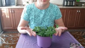 Опера Распберри Айс каждое лето растет на моем участке❤👍