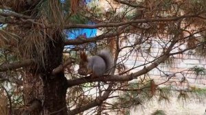 рубрика, архивные видео про бельчат