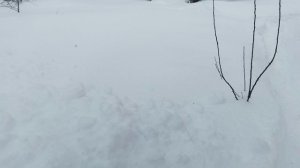 Пятница тринадцатое. Мы на даче.Сугробы по пояс. С птичкой всё в порядке 👌