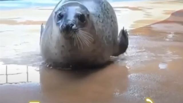 Seal