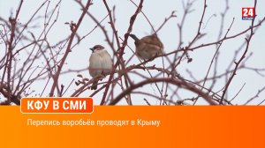 Перепись воробьёв проводят в Крыму