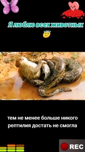 Животные приколы и не только😅