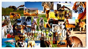 Animals 2.0 (Vikentiy Sound Video Edit) (2025)