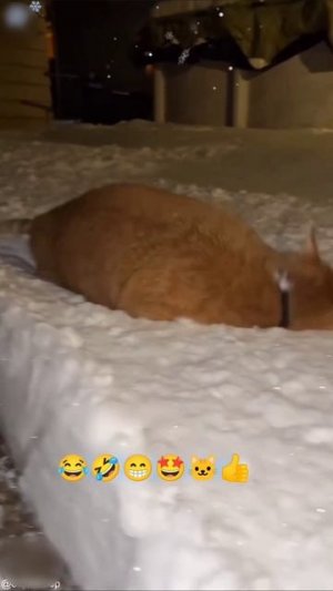 #приколы #юмор #прикол #смешно #коты #кот #кошки #котята #топ #топчик #роликдня #видеодня #лучшее #л