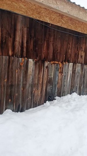 Снежное сошествие