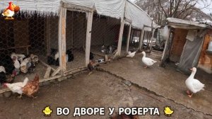 Содержание кур в домашних условиях и других птиц во дворе у Роберта 🐣🐤🦆🐔🪿🦃 (417)