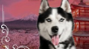 Чёрная это Терри