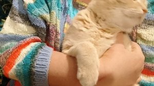 Влог. Сказ о том, как я кота лечила и в Магнит ходила.