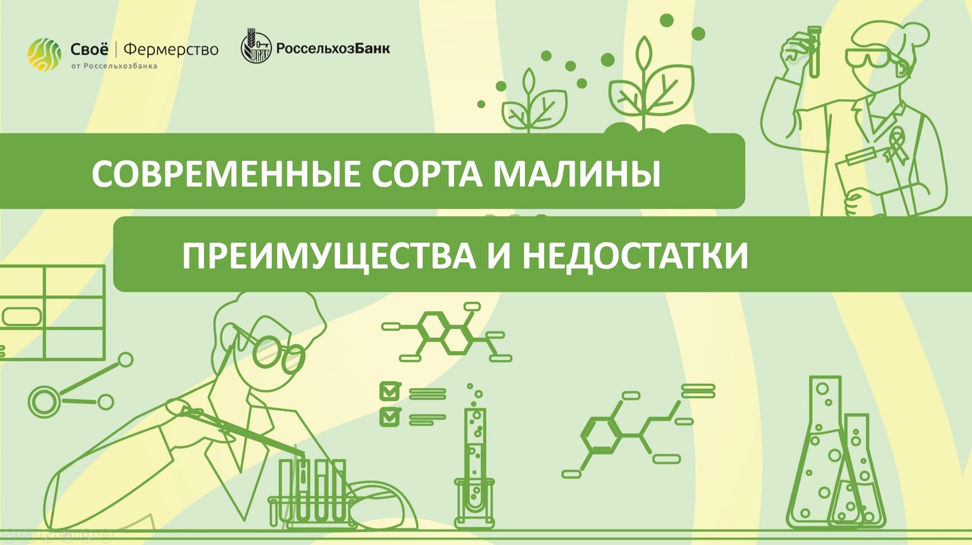 Современные сорта малины: преимущества и недостатки смотреть онлайн