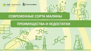 Современные сорта малины: преимущества и недостатки