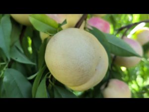 Сорт персика Айс пич(Ice Peach)