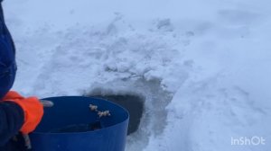 Ежедневный запуск форели