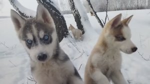 Зимой в Лесу