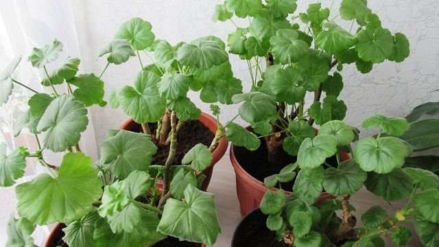 Как укоренить пеларгонию черенками в феврале просто и надежно