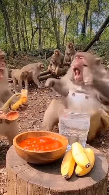 обезьяны и банан