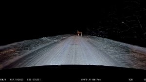 Viofo A119M Pro(V mire zhivotnykh)