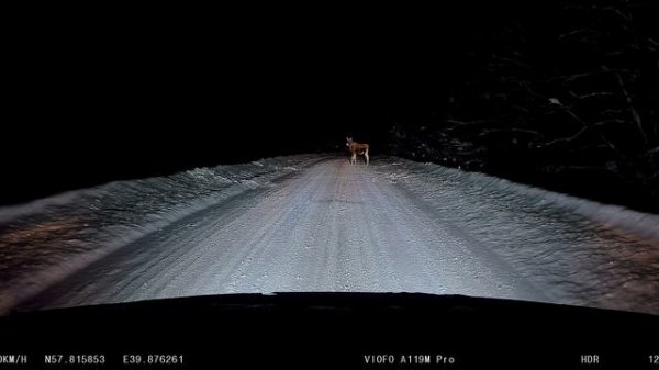 Viofo A119M Pro(V mire zhivotnykh)