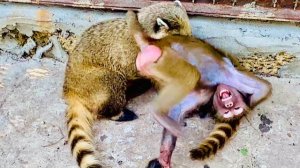 Люся с Соней никак НЕ МОГУТ ПОДЕЛИТЬ маленького носушонка, Люська ТРЕБУЕТ забрать его домой!