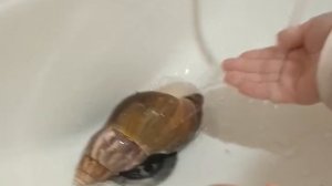 МОЕМ УЛИТОЧКУ