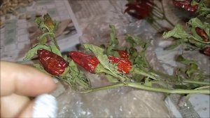 перед посевом проращиваю семена сладкого перца