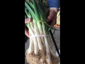 традиционное каталанское блюдо - кальсотс