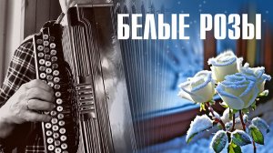 Белые розы _на баяне