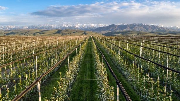 Что такое интенсивный сад смотреть онлайн