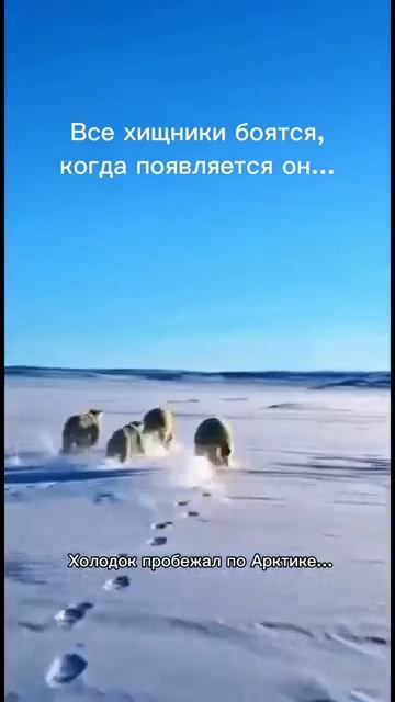 Даже чеченцы боятся его Все хищники боятся его смотреть онлайн