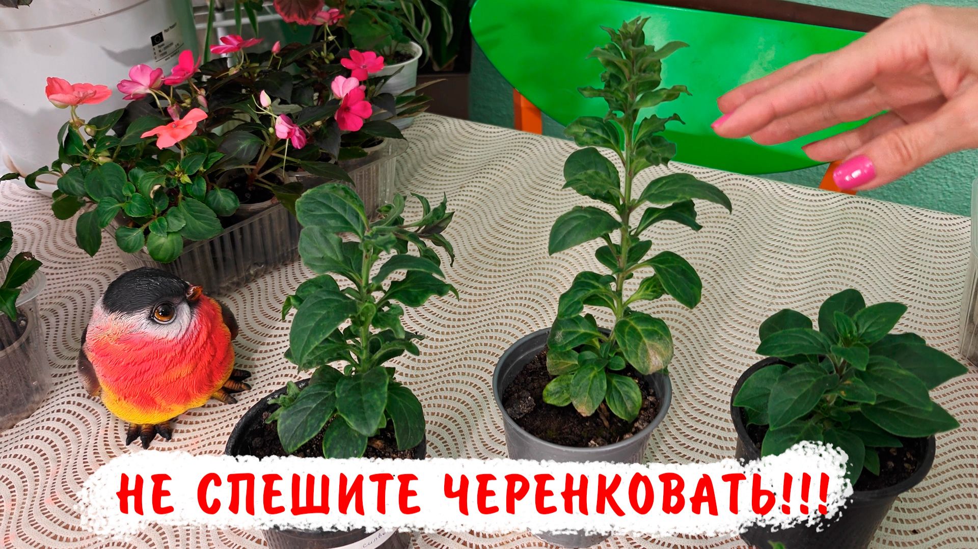 Как получить больше черенков с черенка ампельной петунии! смотреть онлайн