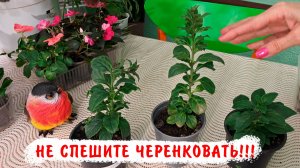 Как получить больше черенков с черенка ампельной петунии!