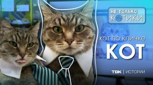 Кот по кличке.. КОТ / «Не только котики»