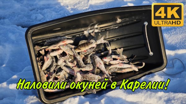Натягали КАРЕЛЬСКИХ окуней на озере. Зимняя рыбалка 2026. Рыбатлон