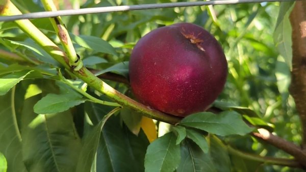 Новый сорт нектарина Экстрим Делайт(Extreme® Delight,Испания)