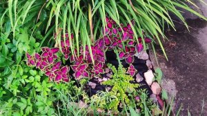 Дачный сезон #116 как дела на новой даче)