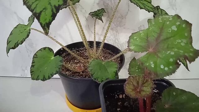 Декоративно лиственные бегонии: чем подкормить в домашних условиях зимой