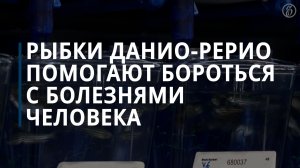 Рыбки данио-рерио помогают бороться с болезнями человека