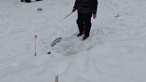 13 февраля запуск 29 кг. Форели.