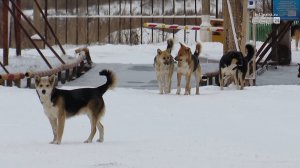 Отлов бездомных собак в Братском районе сорвался