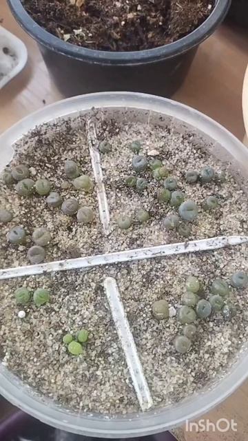 каждое утро в нашем заведении. Литопсам 5 месяцев.