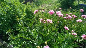 облет пчел 2022 год апрель