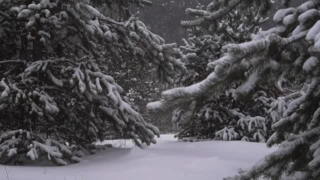 Уютный звук зимы — снег и сосны смотреть онлайн