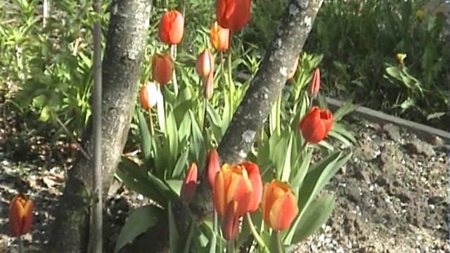 Дачные тюльпаны- 09.05.2008. смотреть онлайн