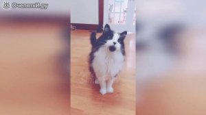 Коты и кошки в приколах