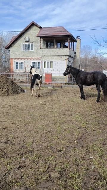Участвую в лошадиных играх смотреть онлайн