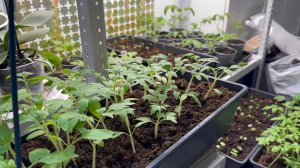 Доброе утро 🌞 Рассада вымахала 🪴Пересаживаю🍆🍅🥦Что еще посадила