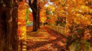 Впорхнул осенний ветерок (1)