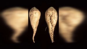 САХАР — БЕЛЫЙ ПЕСОК ЗАБВЕНИЯ. Почему "сладкая чума" появилась только в 19 веке_